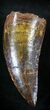 Large Carcharodontosaurus Tooth - Moroccan T-Rex #23373-1